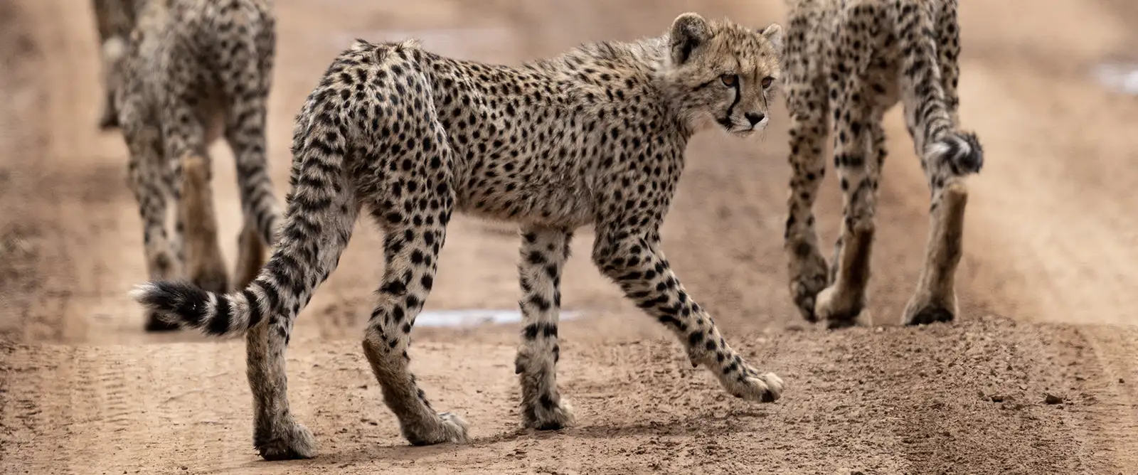Photo by Dan Stevens - Mavela Game Lodge