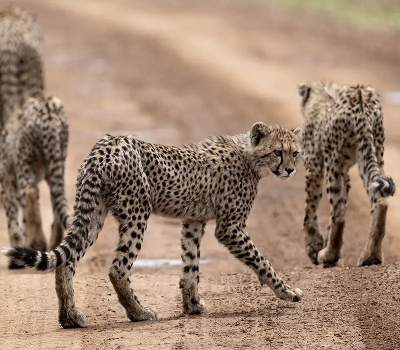 Photo by Dan Stevens - Mavela Game Lodge