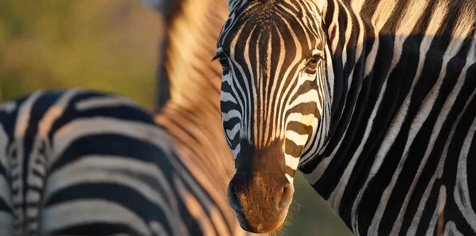 Photo by Dan Stevens - Mavela Game Lodge