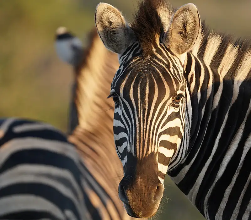 Photo by Dan Stevens - Mavela Game Lodge