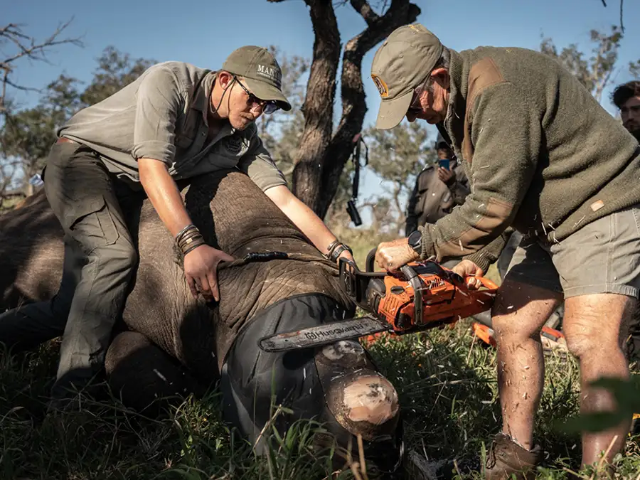 Rhino Horn Trimming